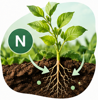 Captation de l'azote par une plante